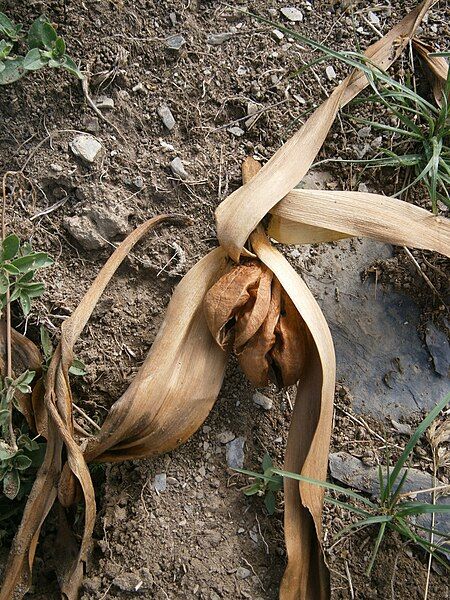 File:Colchicum autumnale fruit.JPG