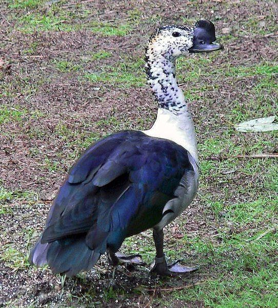 File:Comb duck.jpg