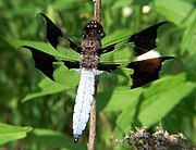 Mature male common whitetail with pruinescence covering the abdomen