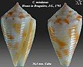 Conasprella mindana (Hwass in Bruguière, J.G., 1792)