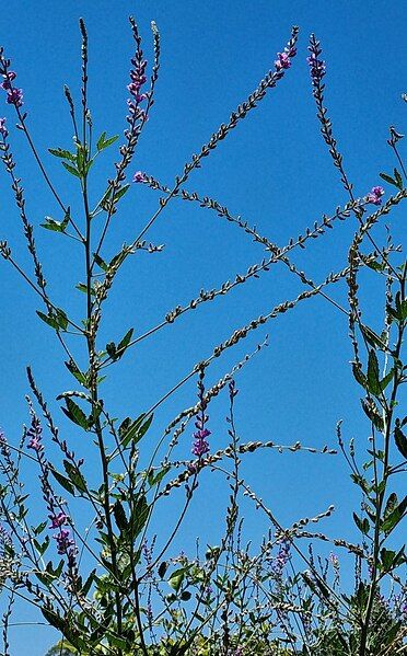 File:Cullen australasicum.jpg