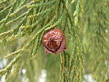 cone and foliage