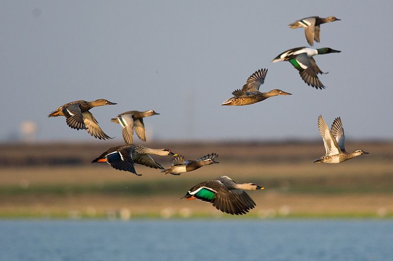 File:DucksINFlight.jpg