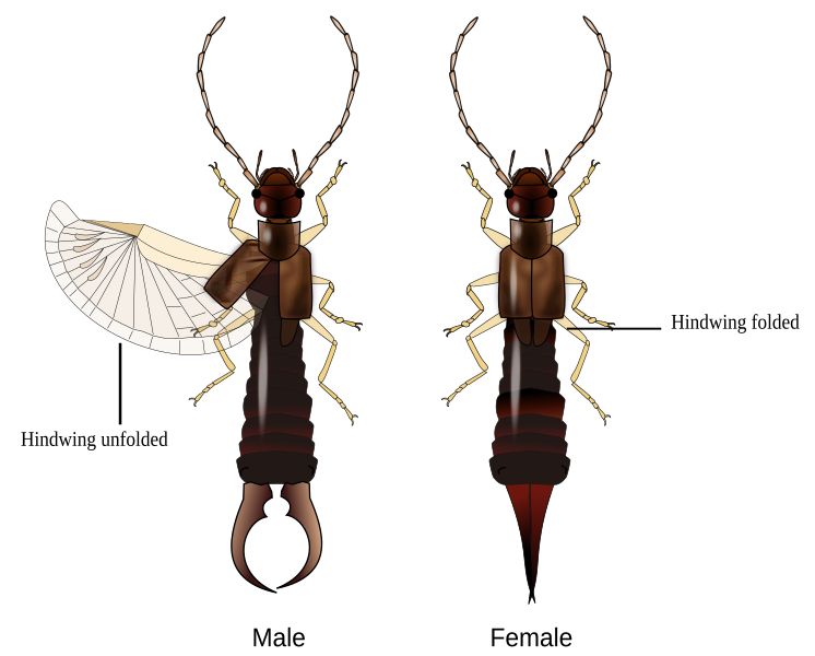 File:Earwig description.svg