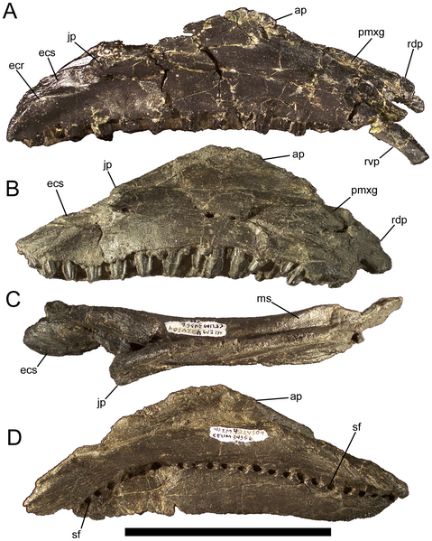 File:Eolambia maxillae.png