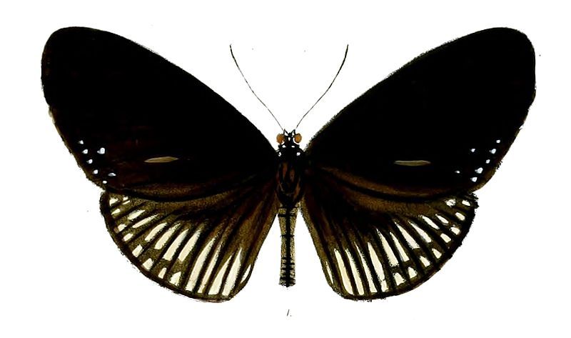 File:EuploeaAlcathoe 31 1.jpg