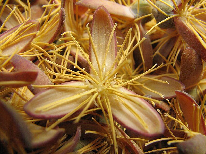 File:Fishtail-palm-flower-detail.jpg