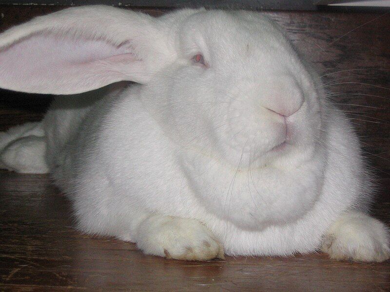 File:Flemish Giant Rabbit.jpg