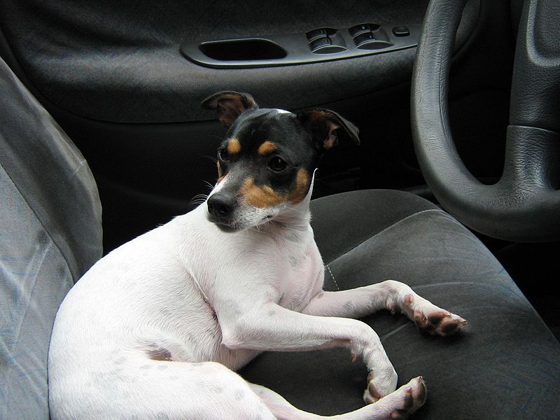 File:Fox terrier chileno.JPG