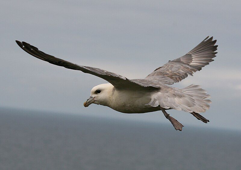 File:Fulmar Yesnaby 2010.jpg