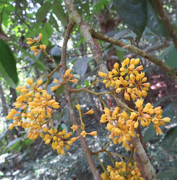 File:Gymnacranthera canarica flowers.jpg