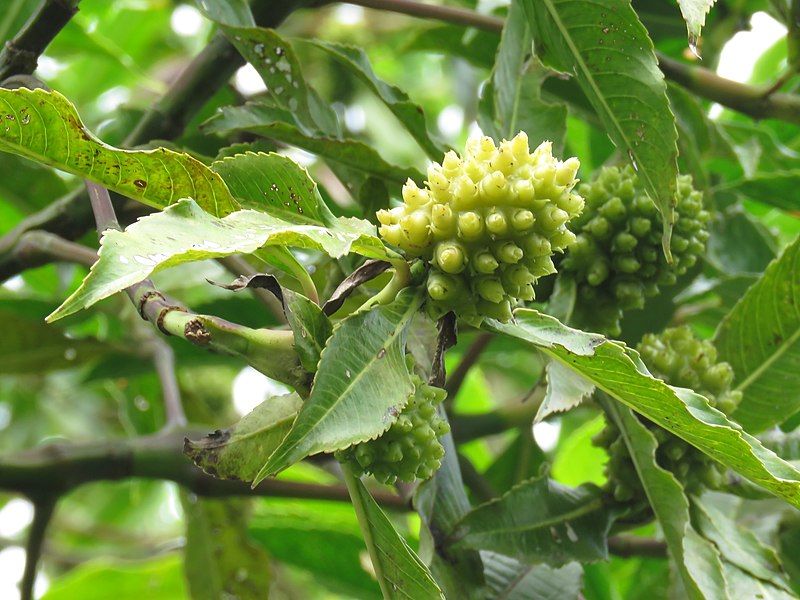 File:Hedyosmum mexicanum.jpg