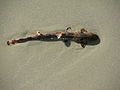 An epaulette shark clambering over the sand on a beach