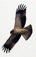 Booted Eagle: October 08