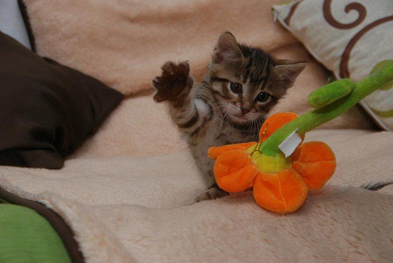 File:Kitten attacking plant.jpg