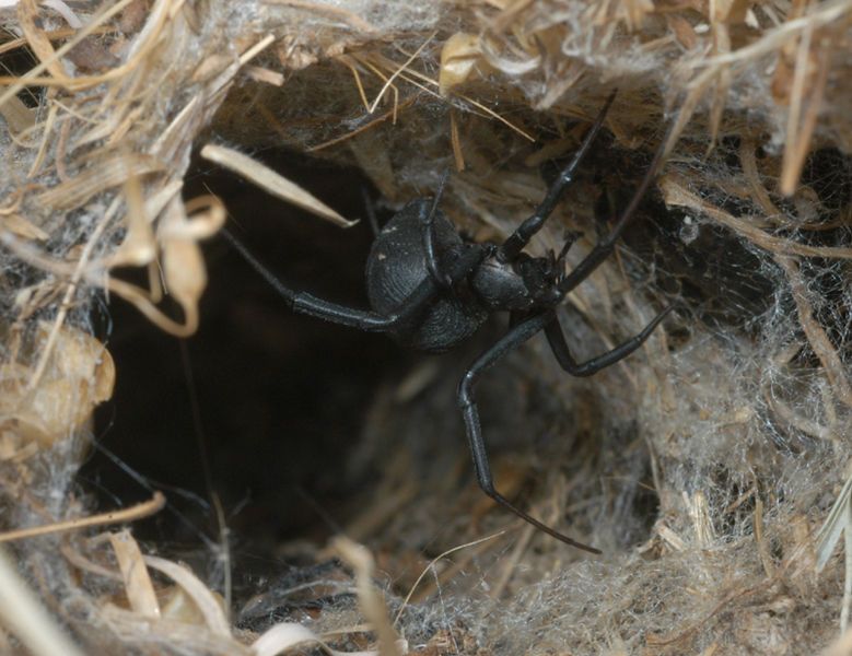 File:Latrodectus indistinctus.jpg