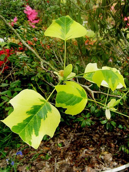 File:Liriodendron aureomarginata.jpg