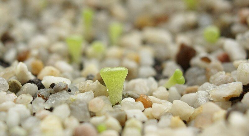 File:Lithops Seedlings.jpg