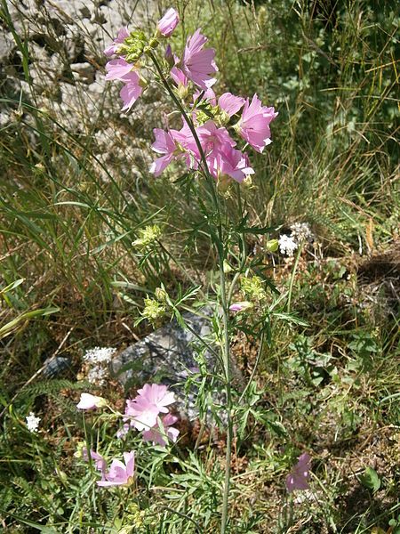 File:Malva moschata 001.jpg