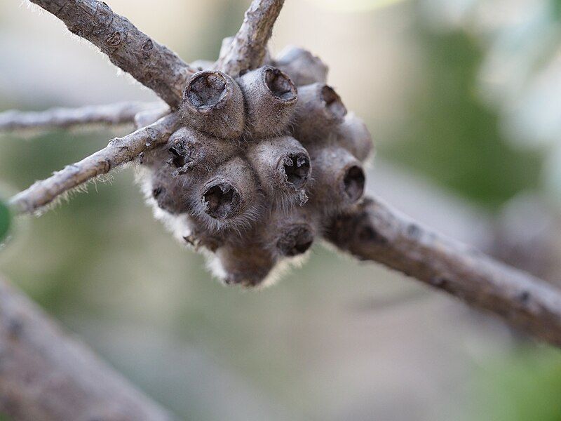 File:Melaleuca megacephala (fruits).JPG