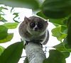 A Mouse lemurs, the smallest primate in the world