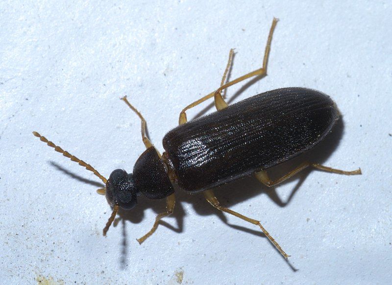 File:Mycetochara P1580851a.jpg