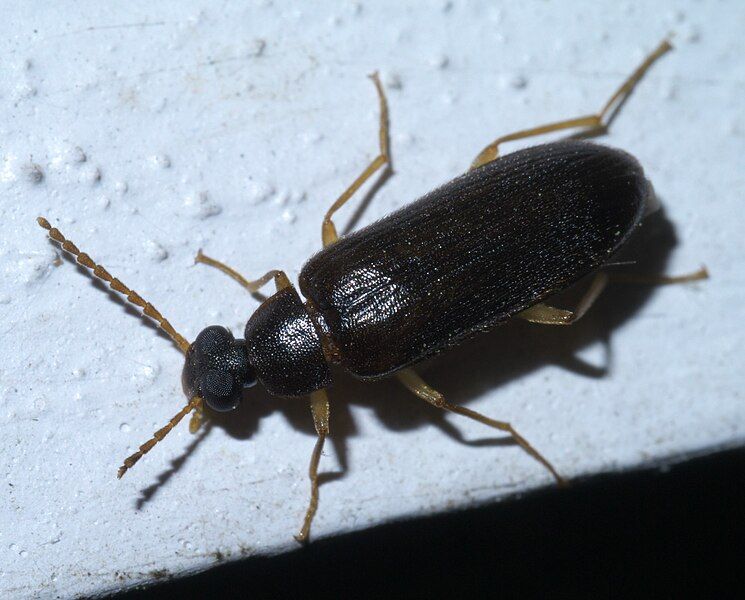 File:Mycetochara P1580852a.jpg