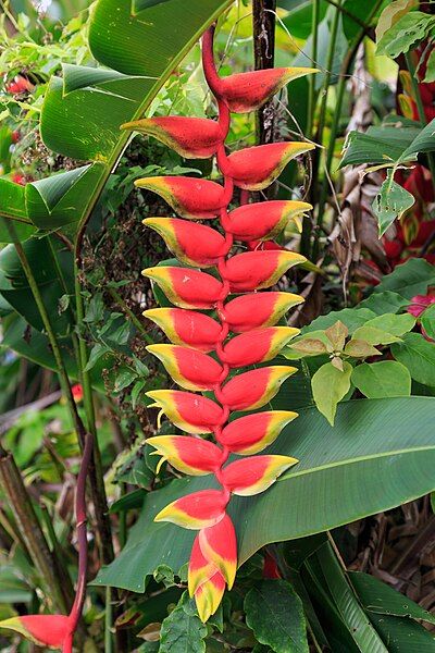 File:Nabalu Sabah Heliconia-01.jpg