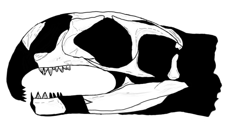 File:Nectosaurus skull.tif