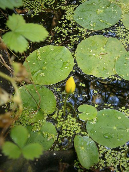 File:Nymphoides peltata bud.jpg