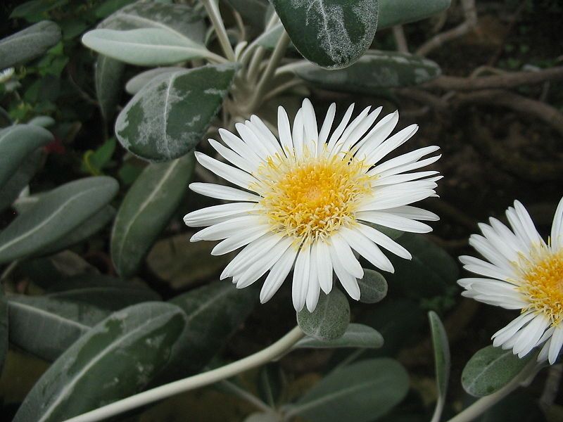 File:Pachystegia insignis (Flower).jpg