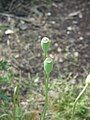 Papaver dubium fruits