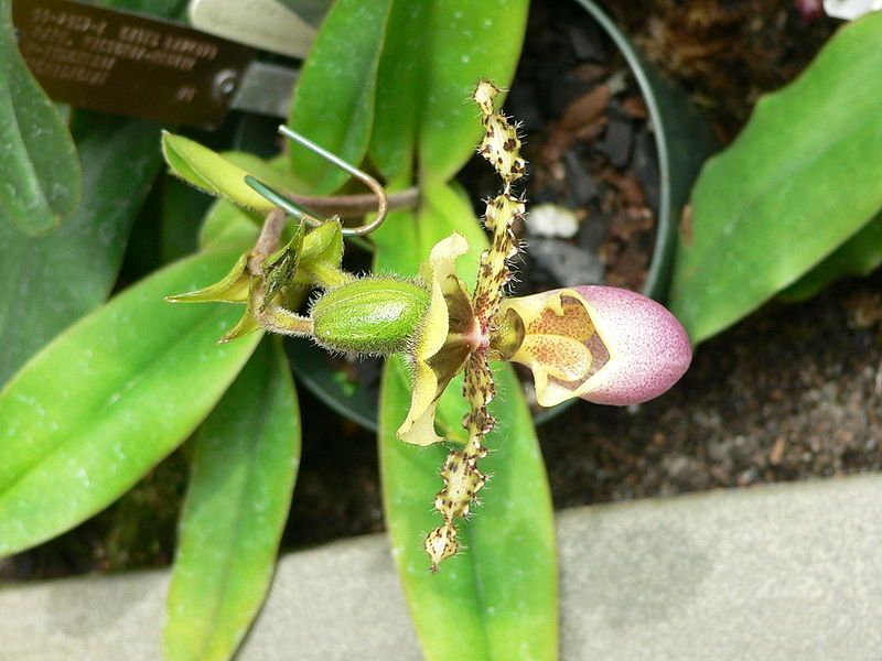 File:Paphiopedilum victoria-regina1.jpg