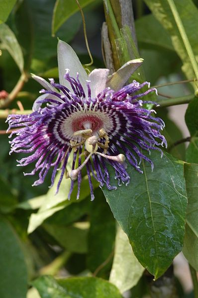 File:Passiflora Elisabeth1.jpg