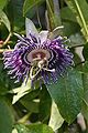 Passiflora 'Elisabeth'