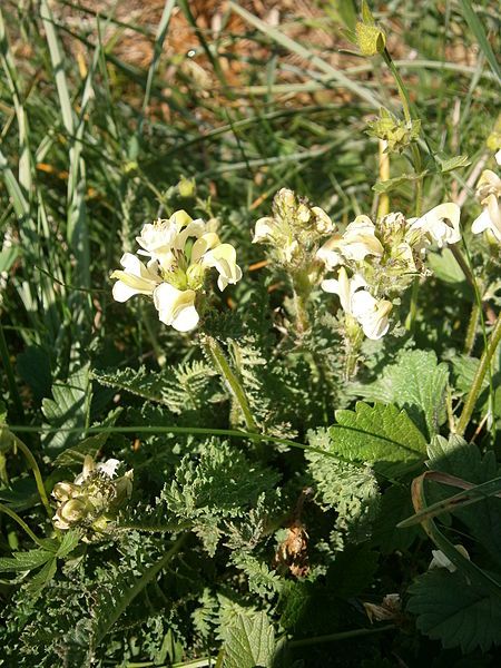 File:Pedicularis ascendens 001.jpg