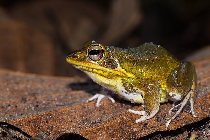 File:Pelophylax-lateralis-kokarit-frog.jpg