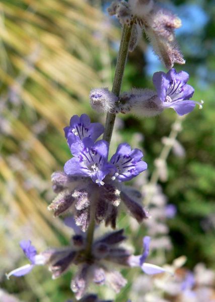 File:Perovskia atriplicifolia 2.jpg