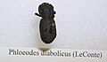 Phloeodes diabolicus