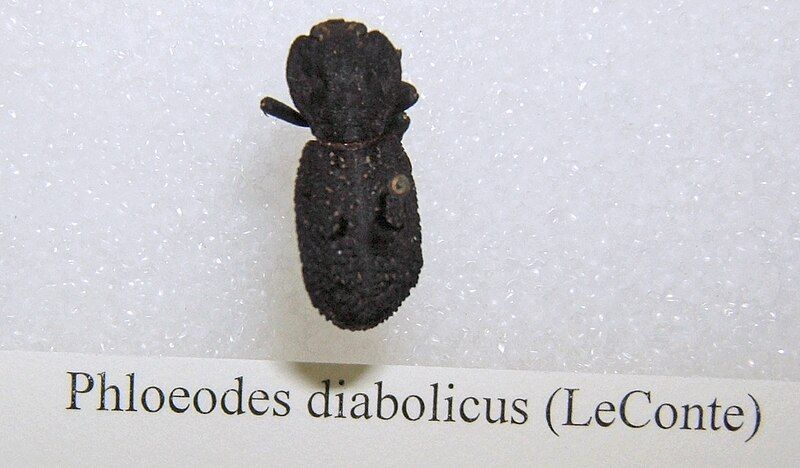 File:Phloeodes diabolicus sjh.jpg