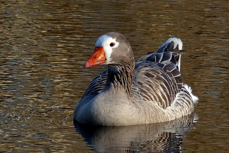 File:Pilgrim Goose. (14382453858).jpg