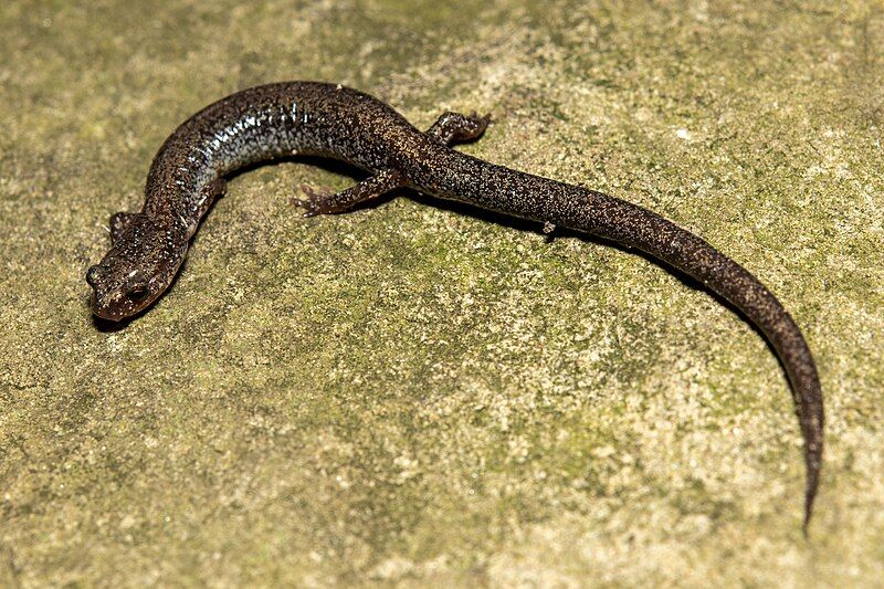 File:Plethodon hoffmani 168500593.jpg