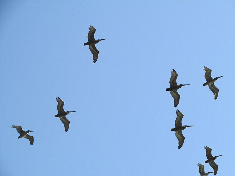 File:Point Dume Pelicans.jpg