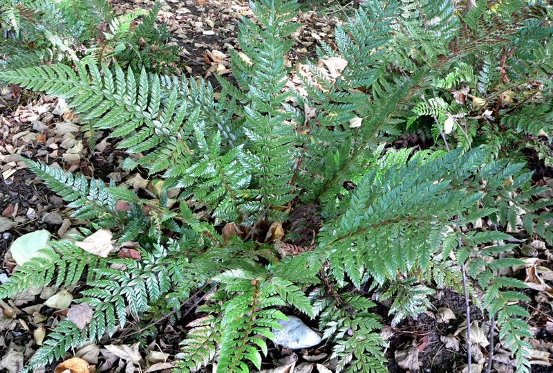 File:Polystichum neolobatum 1.jpg