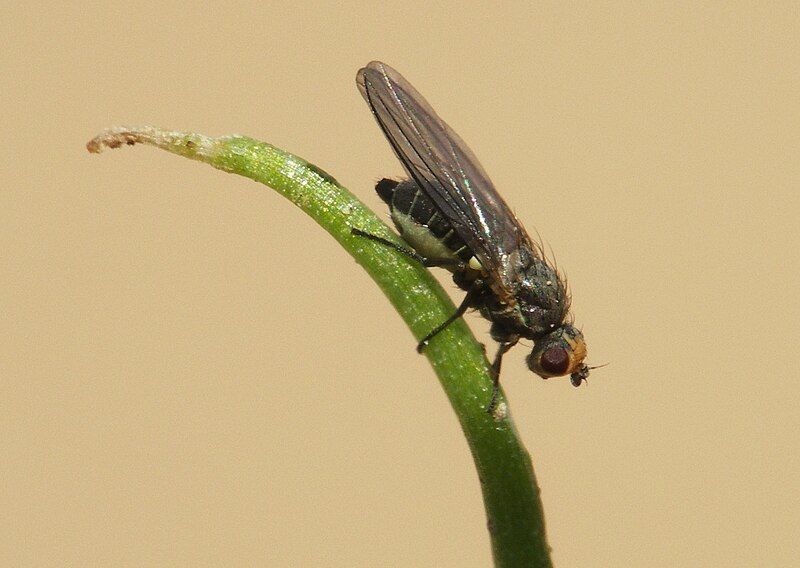 File:Porree Lauchminierfliege-Adult-Zwiebel-DLR-NW-jk.jpg