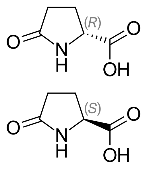 File:Pyroglutamic acid.svg