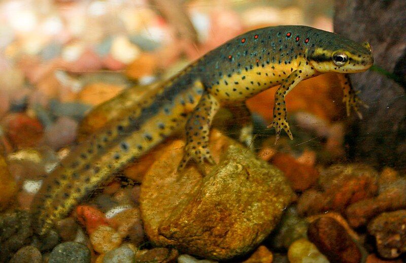 File:Redspotted newt cropped.jpg