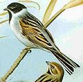 Reed Bunting