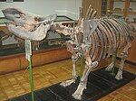 Skeleton of Rhinoceros binagadensis in a museum