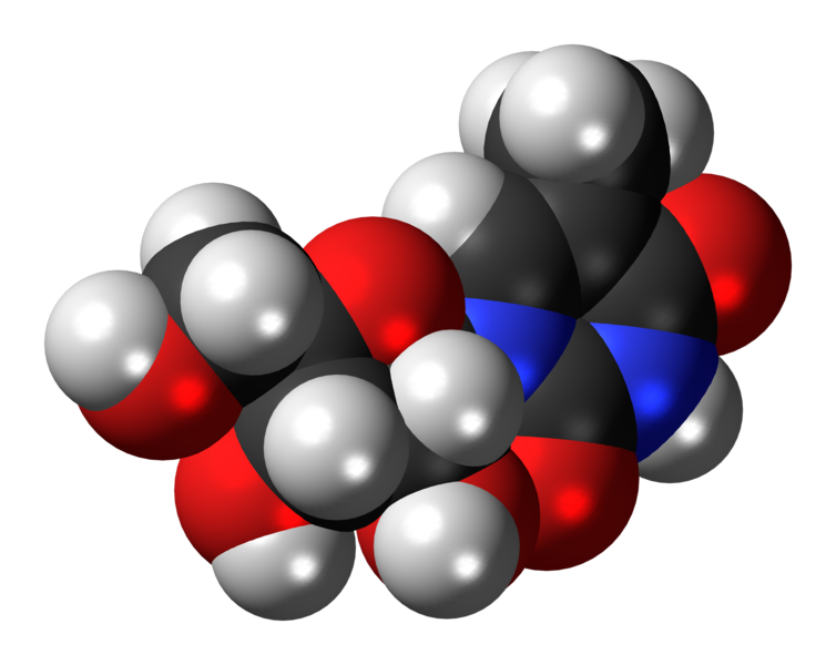 File:Ribothymidine 3D spacefill.png